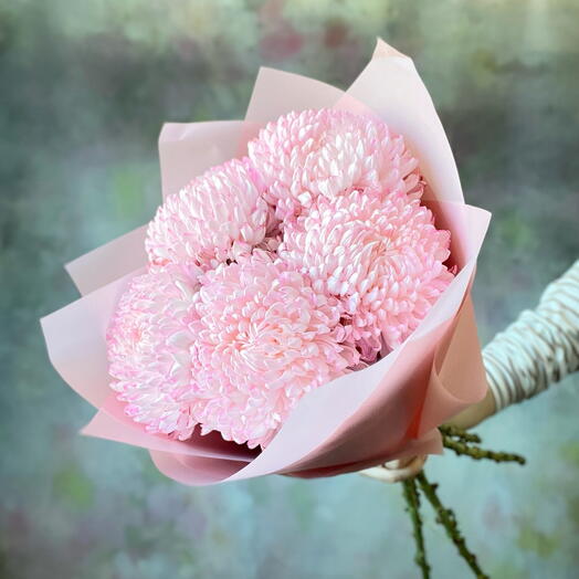 Розовые хризантемы