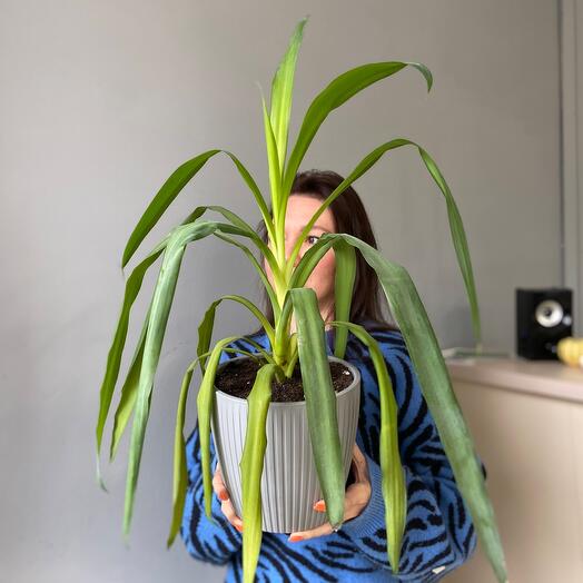 Юкка🌿