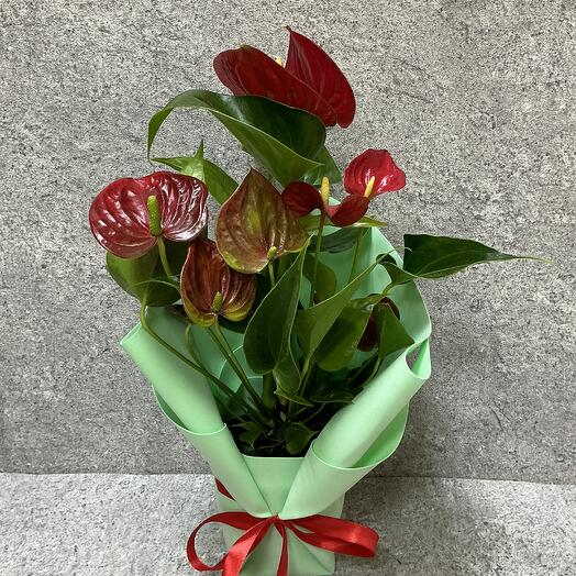 Антуриум красный D14