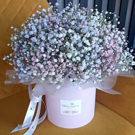 Composition of gypsophila