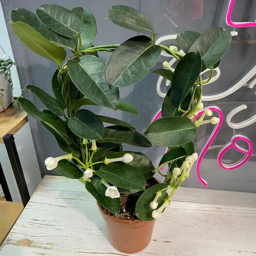 Комнатное растение Стефанотис