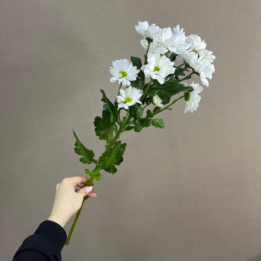 Хризантема кустовая ромашка