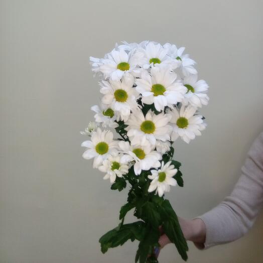 Хризантема кустовая