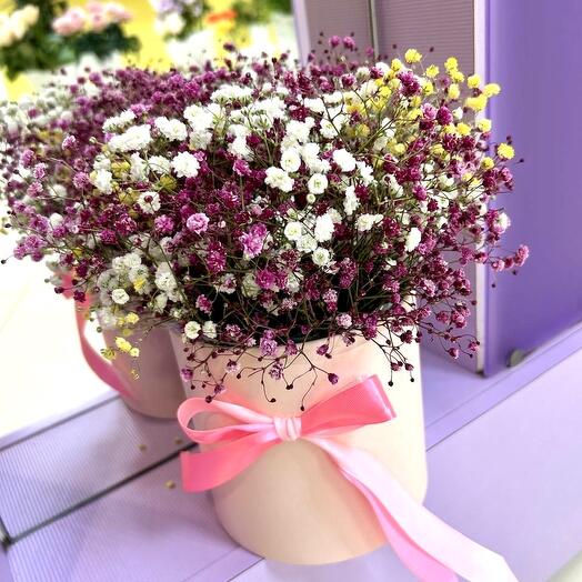 Gypsophila in a box