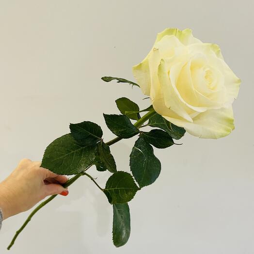 Роза 🌹 Мондиаль , Эквадор
