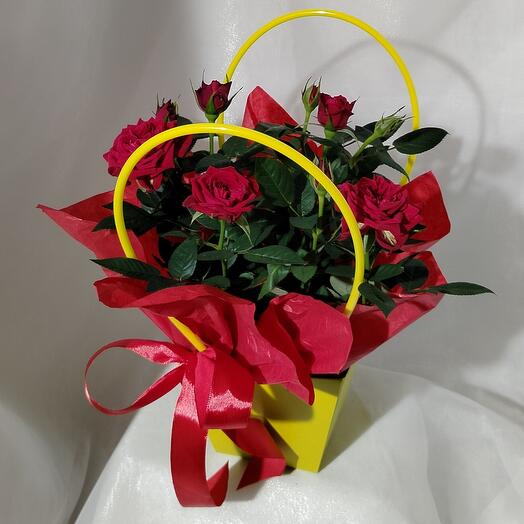 Красная кустовая роза