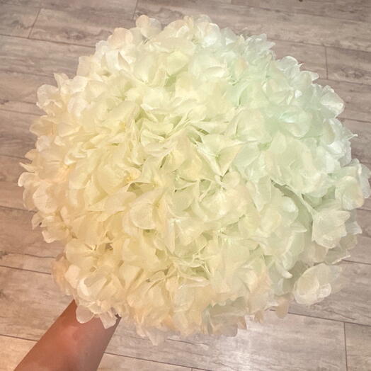 Аква. «Вечная» стабилизированная крупнолистовая гортензия