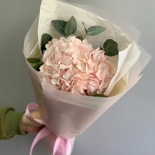 Hydrangea