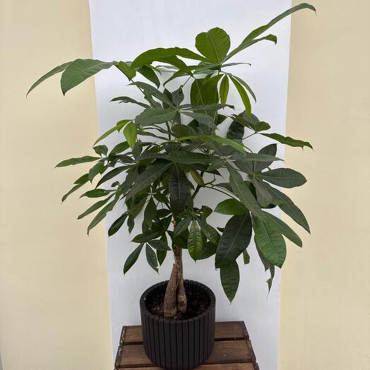 Комнатное растение пахира в кашпо