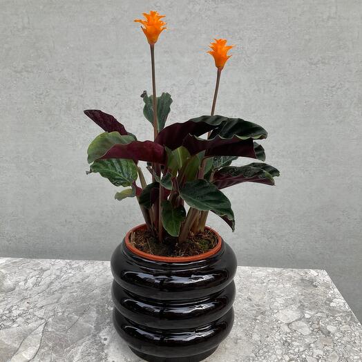 Calathea crocota