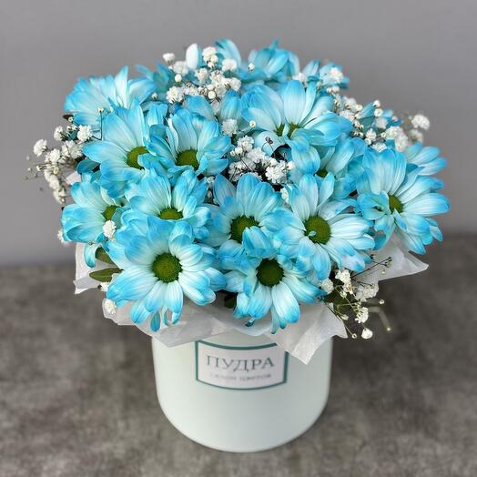 Хризантема голубая Небесные сны