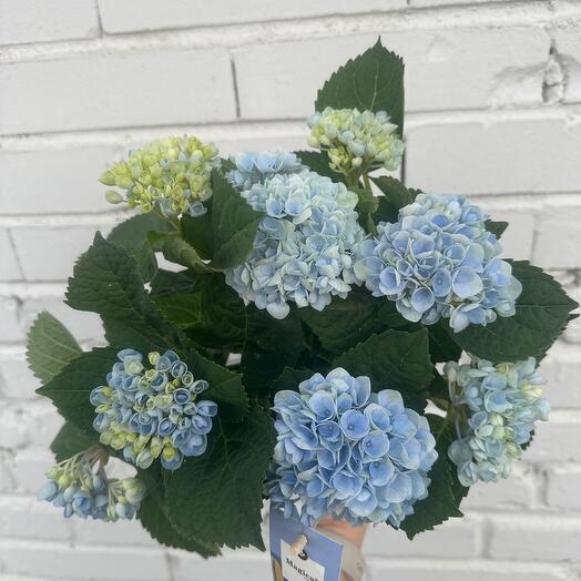 Hydrangea Magical Revolution