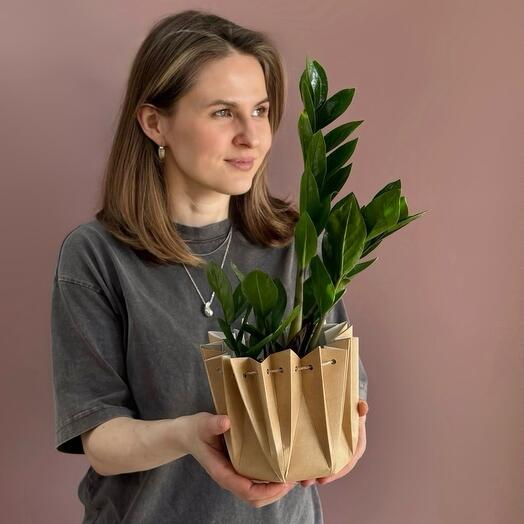 Замиокулькас 45 см