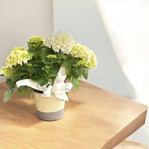Planta Hortensias boancas