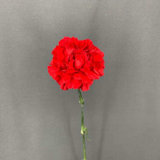 Красная гвоздика (диантус)