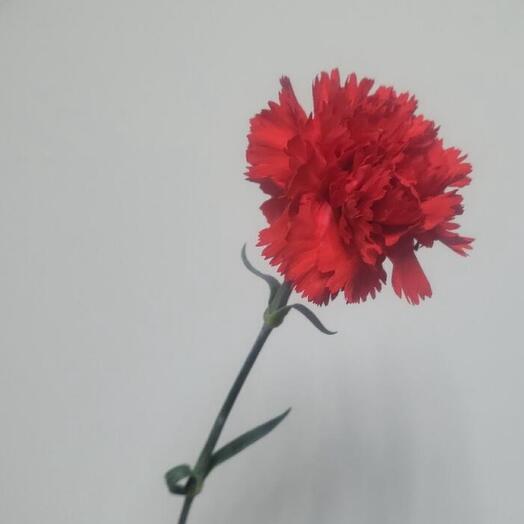 Гвоздика красная