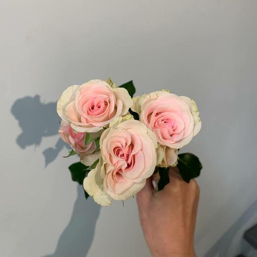 Rosa rosada 50 cm