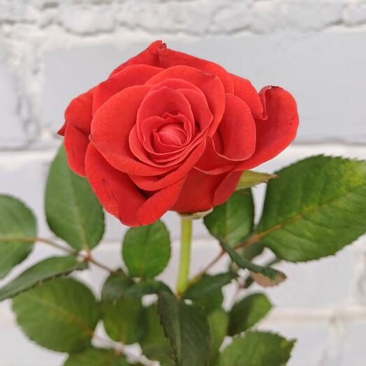 Роза Эль Торро