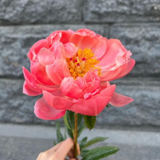 Пион Coral Charm ( розовый, коралловый). Цветы в подарок букет пионов