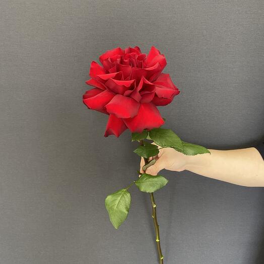 Красная французская 🌹
