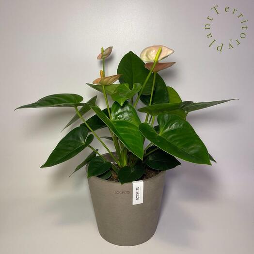 Антуриум Розовый в кашпо Ecopots