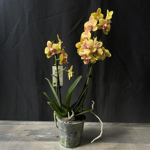 Phalaenopsis Orchid Cali Style