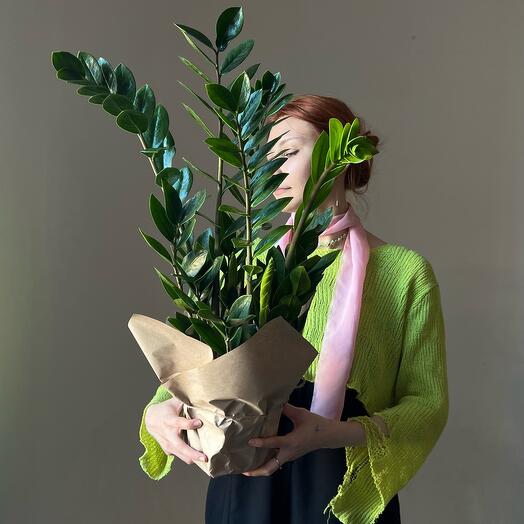 Замиокулькас 80см