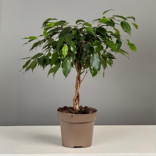 Фикус Бенжамина 40см