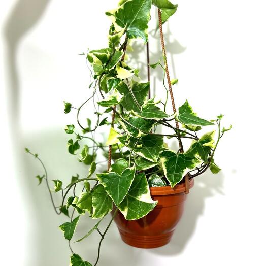 Крестовник крупноязычковый (Senecio macroglossus) в подвесном пластиковом кашпо