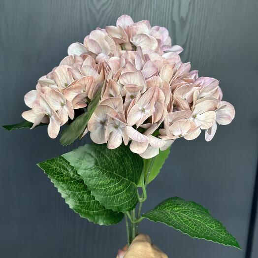 Гортензия цвета терракот