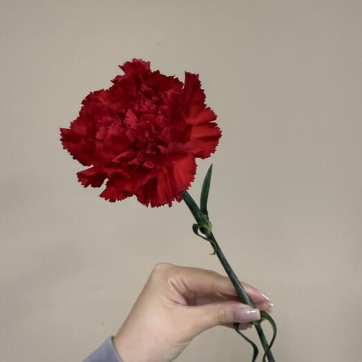 Гвоздика красная
