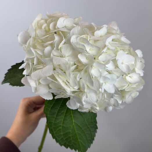 Белая Гортензия. N19