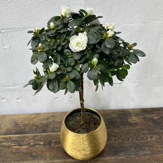 Азалия на стволе белая