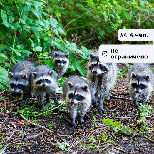 ЕНОТ и Я. Посещение мини-зоопарка