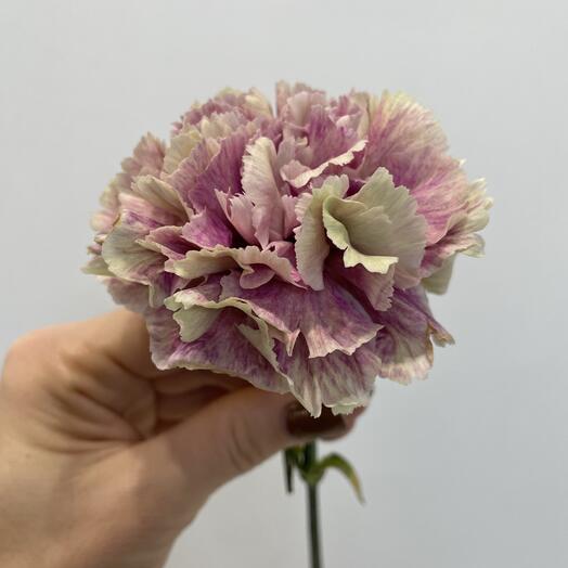 Гвоздика , диантус сортовая , Даниэль