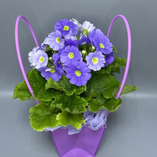 Примула, примула синяя, примула Обконика 💙 💙