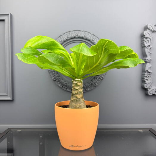 Бригамия в оранжевом кашпо Lechuza  D13 Высота 30 см