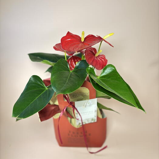 Антуриум красный в сумочке для мамы с открыткой