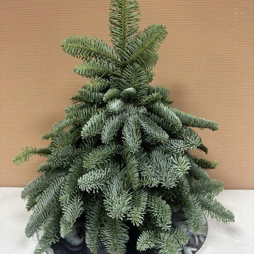 Живая ель ручной работы