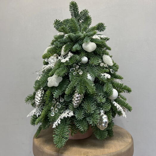Елка из живого нобилиса «Снежная красавица»