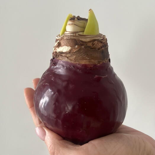 Луковица амариллиса в винном воске