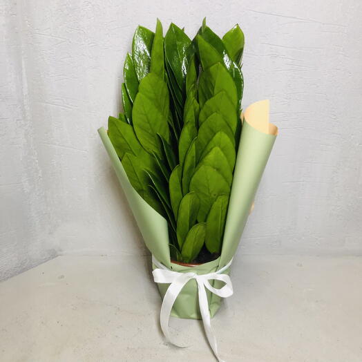 Замиокулькас ( долларовое дерево) размер М