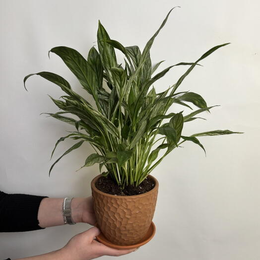 Комнатное растение, Спатифиллум вариегатный в керамическом горшке, 35 см