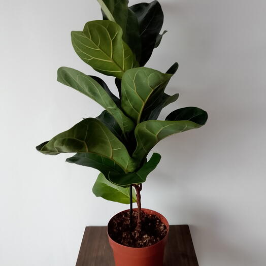 Комнатное растение фикус " Лирата"