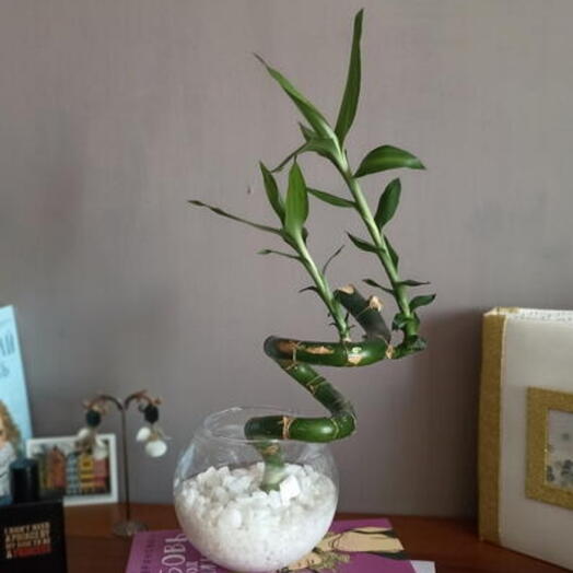 КОМНАТНЫЕ РАСТЕНИЯ "БАМБУК СЧАСТЬЯ" / драцена / флорариум / цветы в горшках / цветы для офиса