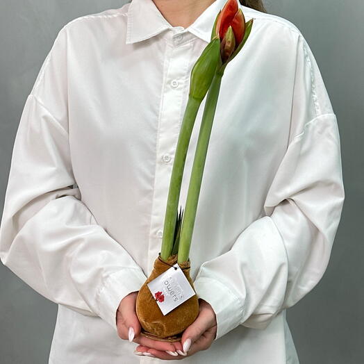 Амариллис в махровом воске, цветущий