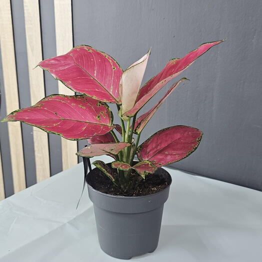 Аглоанема Red joy
