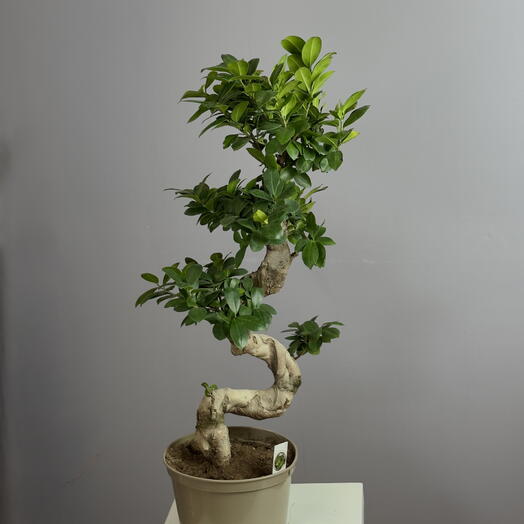 Фикус Гинсенг