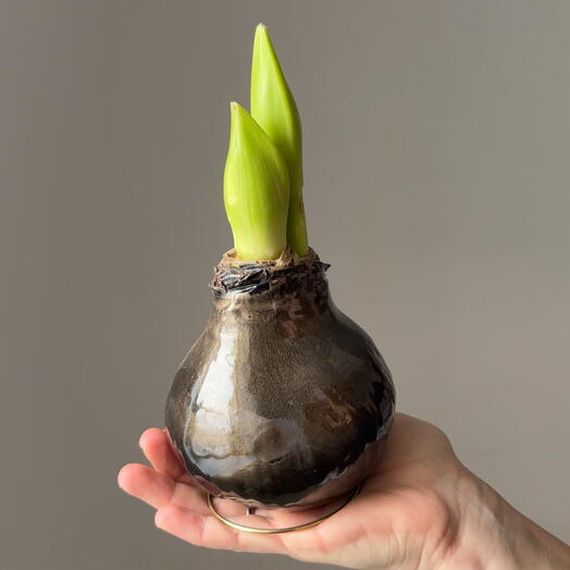 Амариллис воске - кошачий глаз- огромная луковица