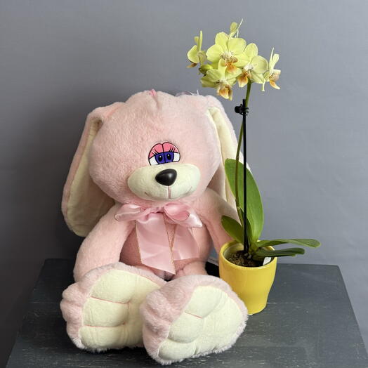 Орхидея- мини в керамическом горшке и плюшевый заяц- подарочный набор 💗💗
